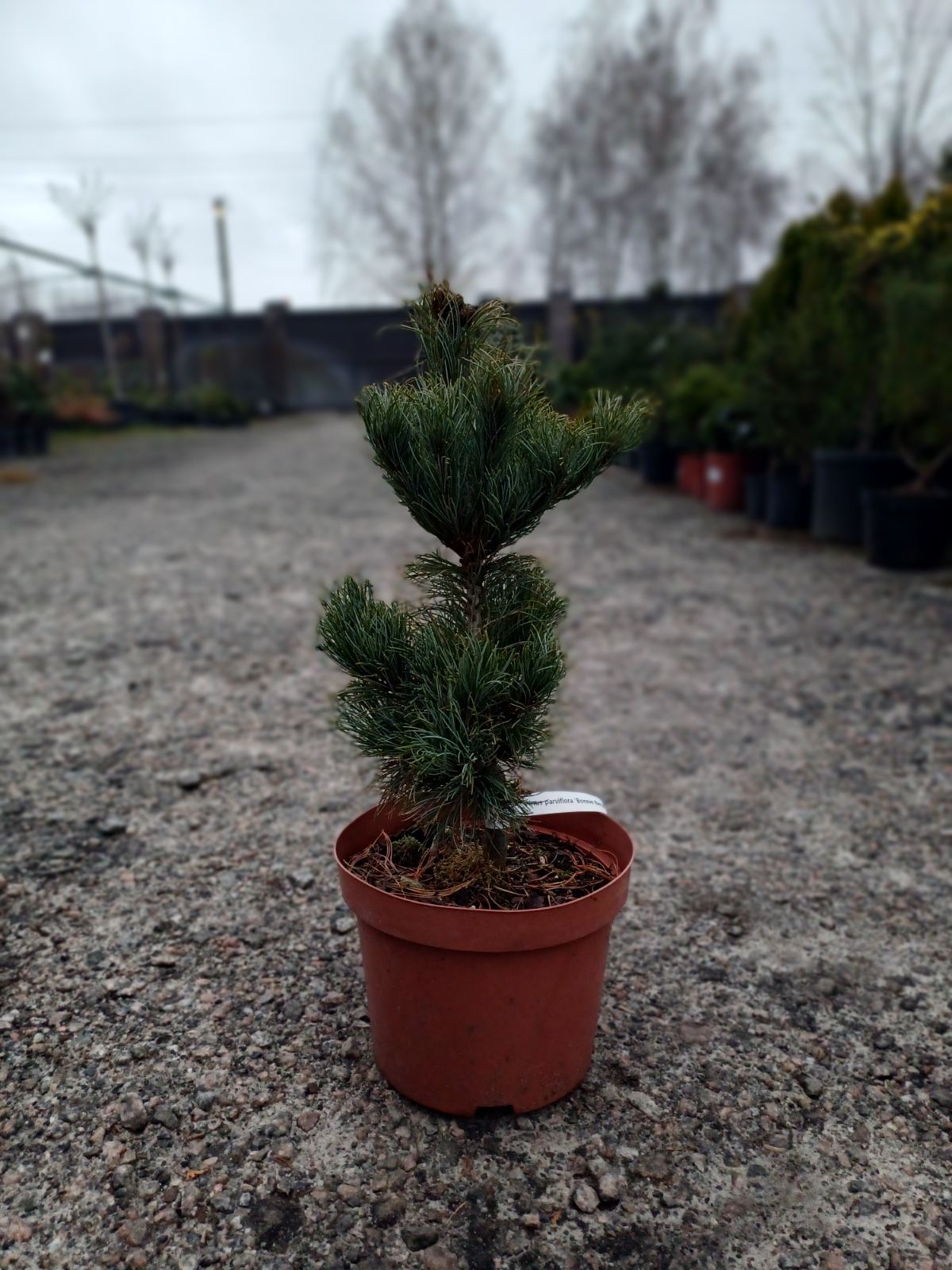 Купити саджанці сосни дрібноквіткової Бонні Бергман самовивозом