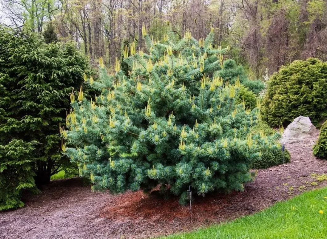 Купити саджанці сосни дрібноквіткової Бонні Бергман
