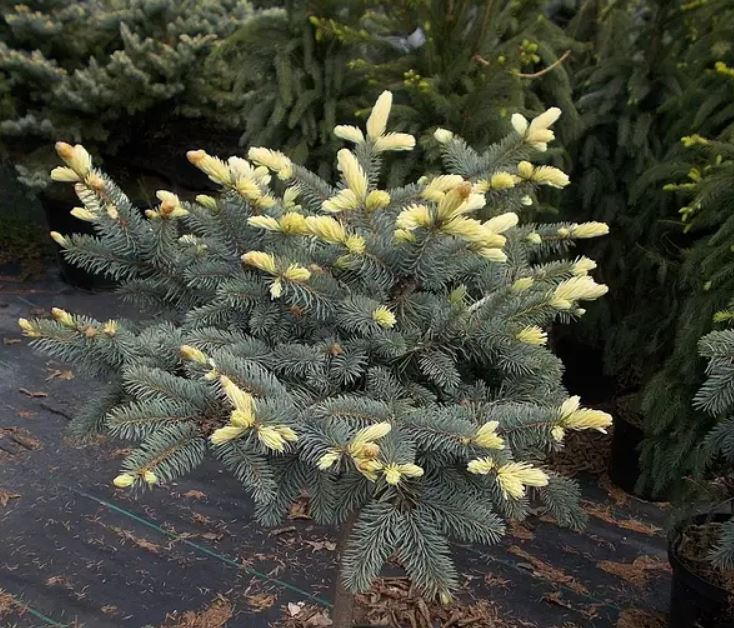 Купити саджанці ялини колючої Біалобок на штамбі 