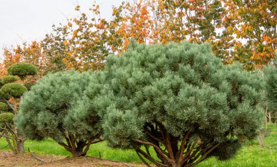 Купити саджанці сосни звичайної Ватерері