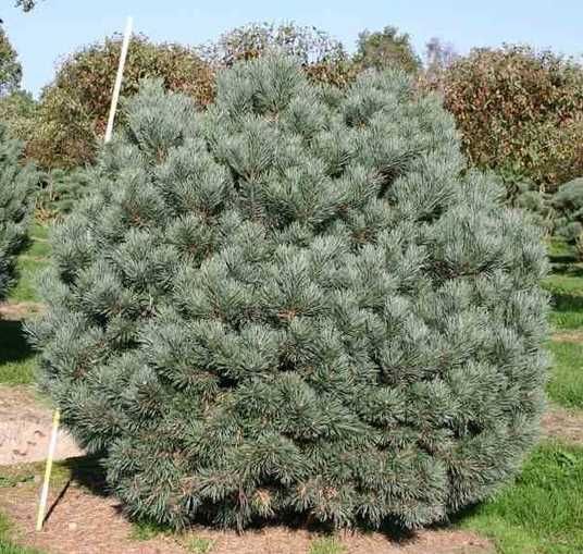 Купити саджанці сосни звичайної Ватерері