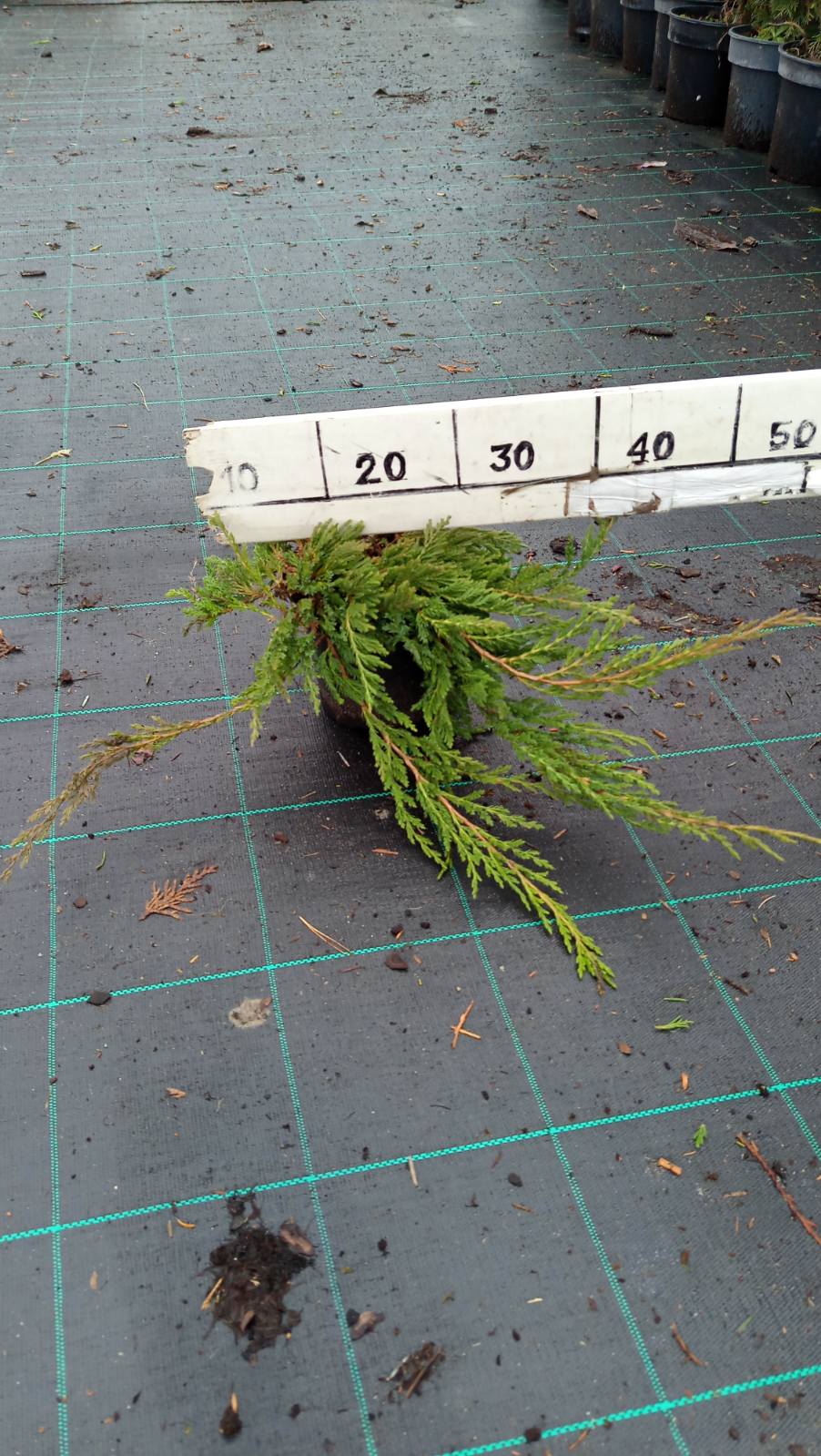 Купити саджанці ялівця горизонтального Принц Уельський