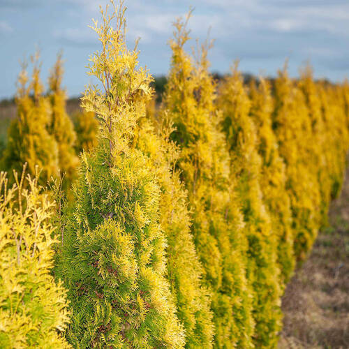 Купити саджанці туї західної Санні Смарагд