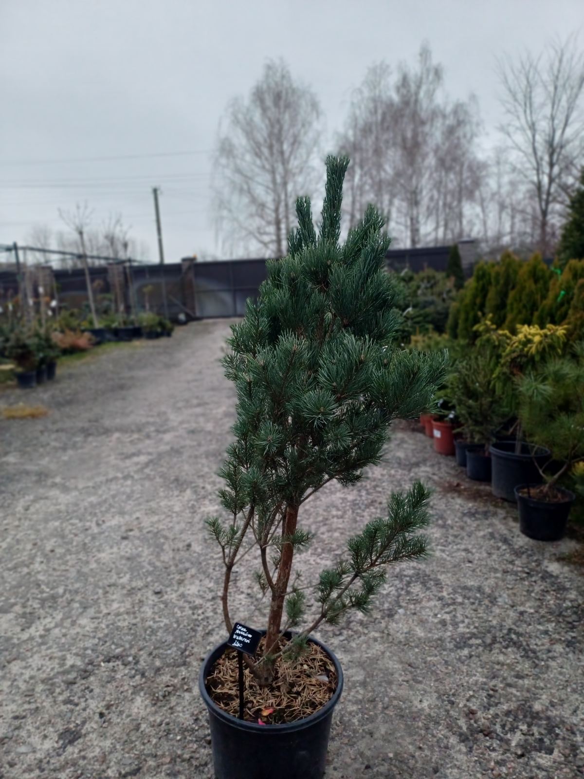 Купити саджанці сосни звичайної Ватерері самовивозом