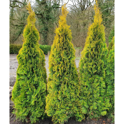 Купити саджанці туї західної Санні Смарагд