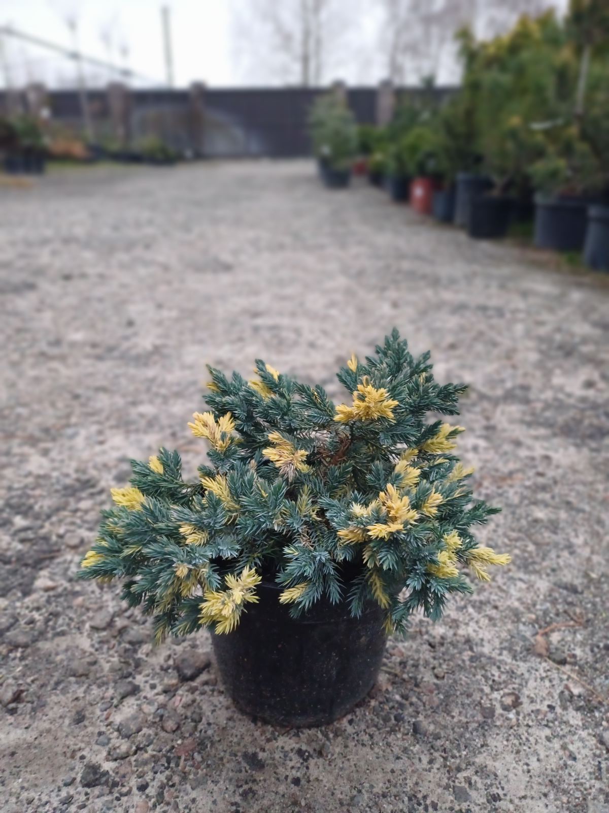 Купити саджанці ялівця лускатого Флореант