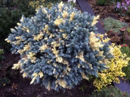 Купити саджанці ялівця лускатого Флореант