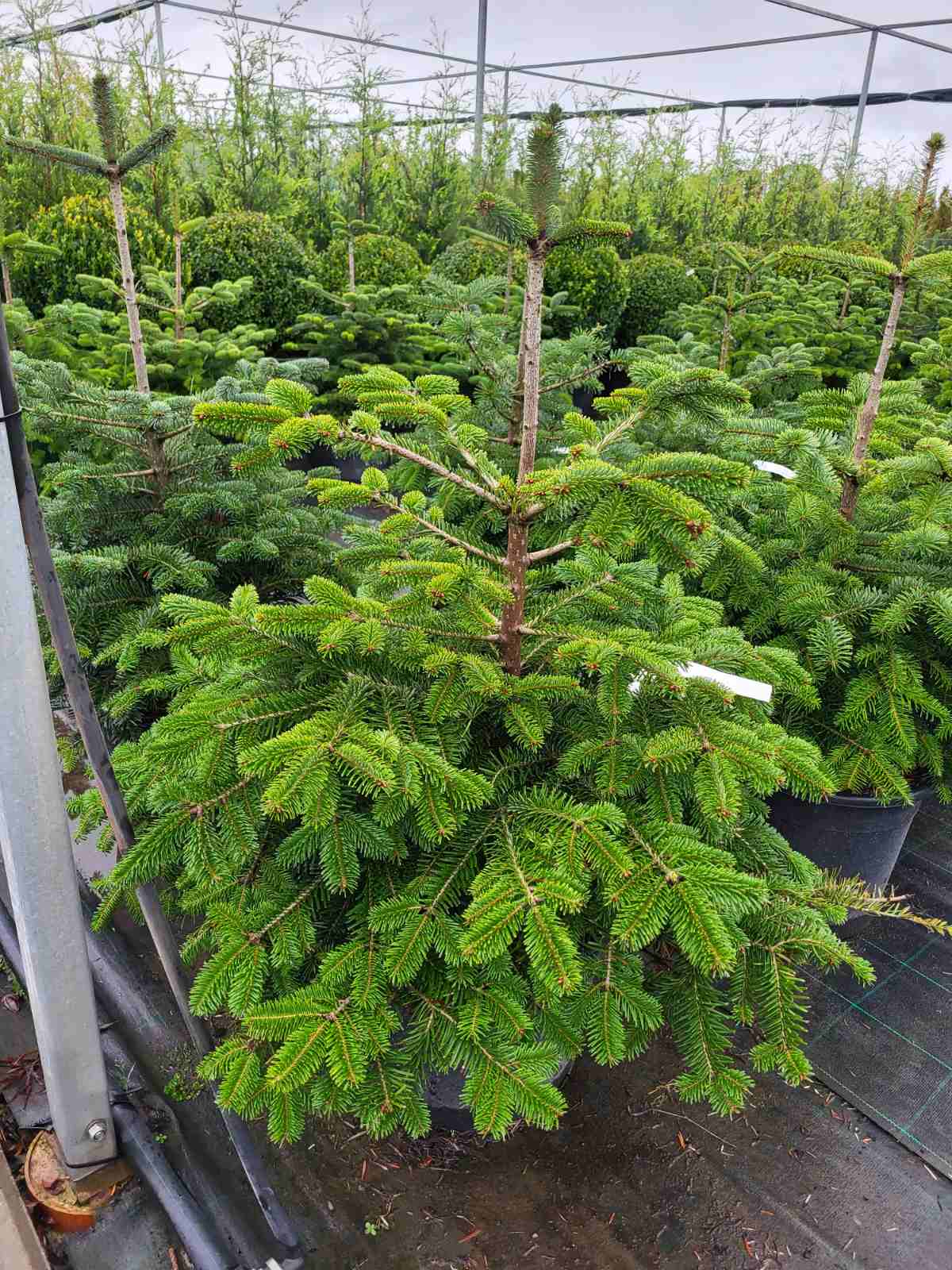 Купить саженцы пихты нордмана