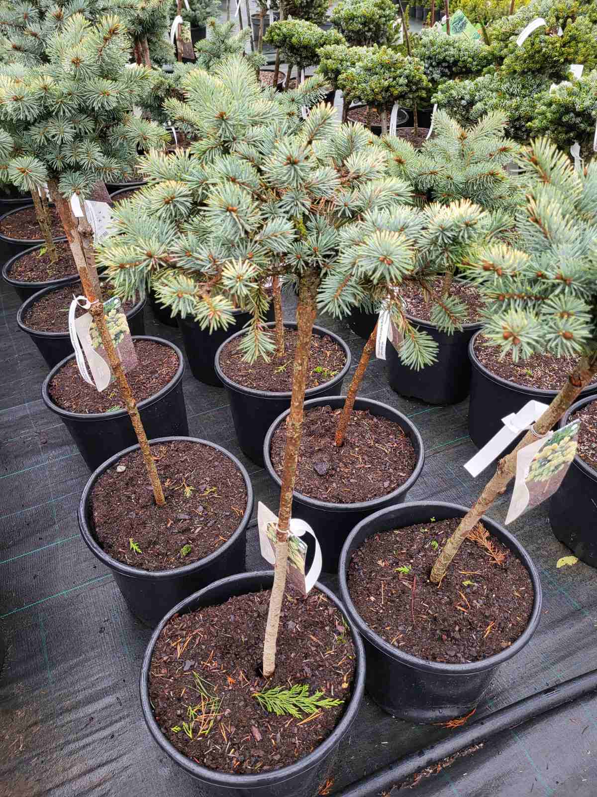 Купити саджанці ялини колючої Біалобок на штамбі 