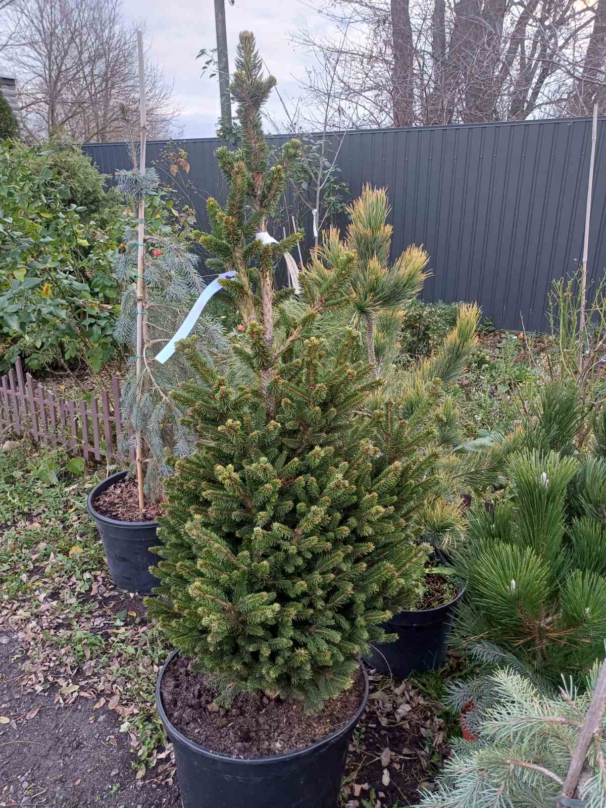 Купити саджанець ялини звичайної Вілс Цверг