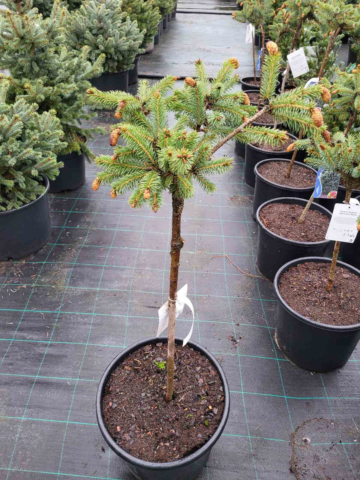 Купити саджанці ялини колючої Герман Нау на штамбі самовивозом