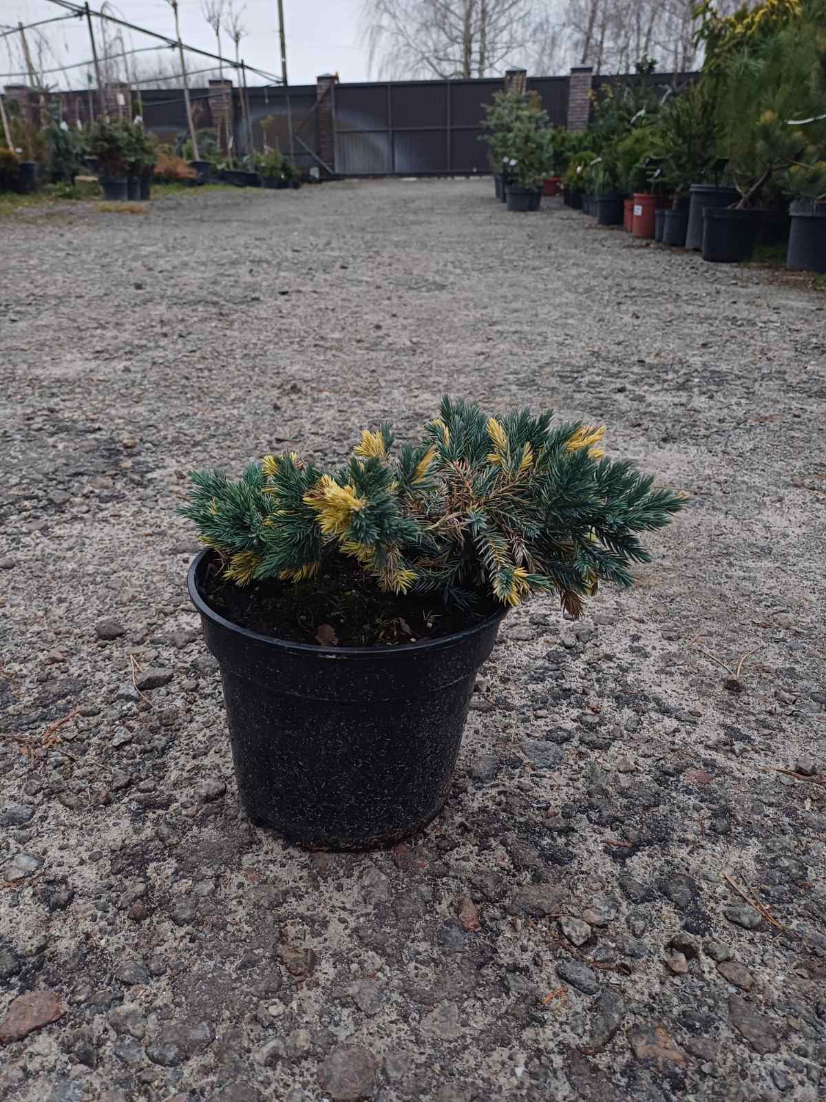 Купить Можжевельник чешуйчатый "Golden Flame" (Голден Флейм)