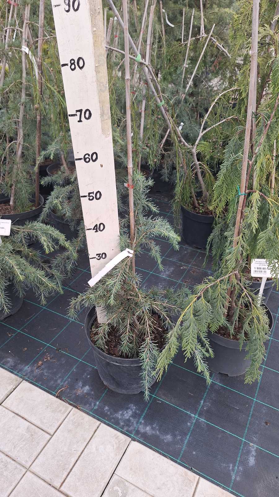 Купити саджанці кедра гімалайського Філін Блю самовивозом