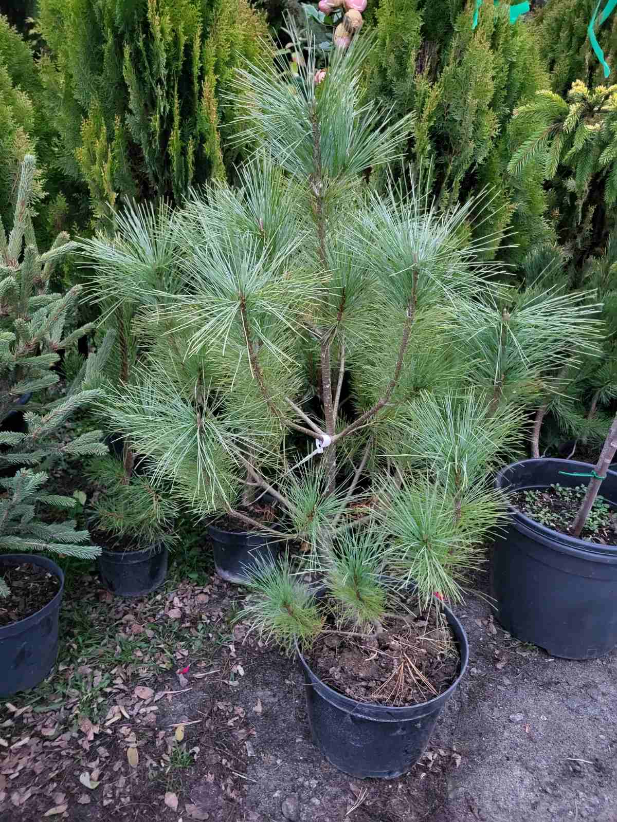 Купити саджанці сосни гімалайської