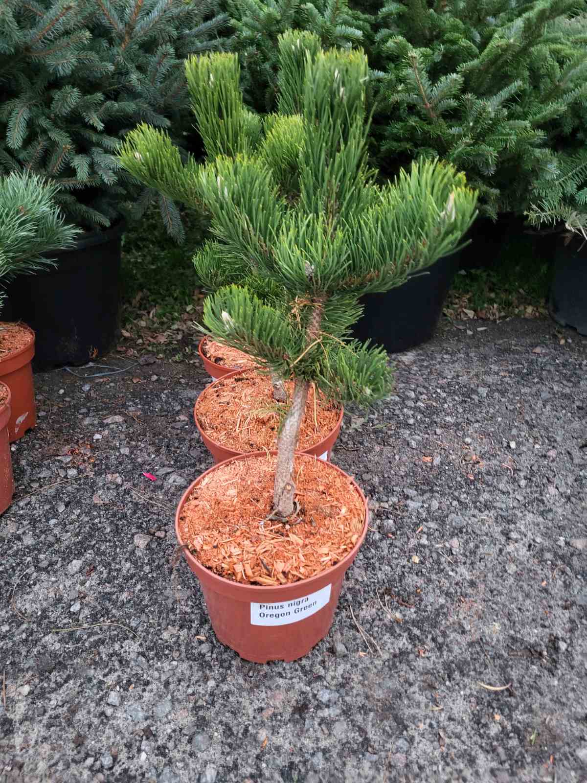 Купити саджанець сосни чорної Орегон Грін 