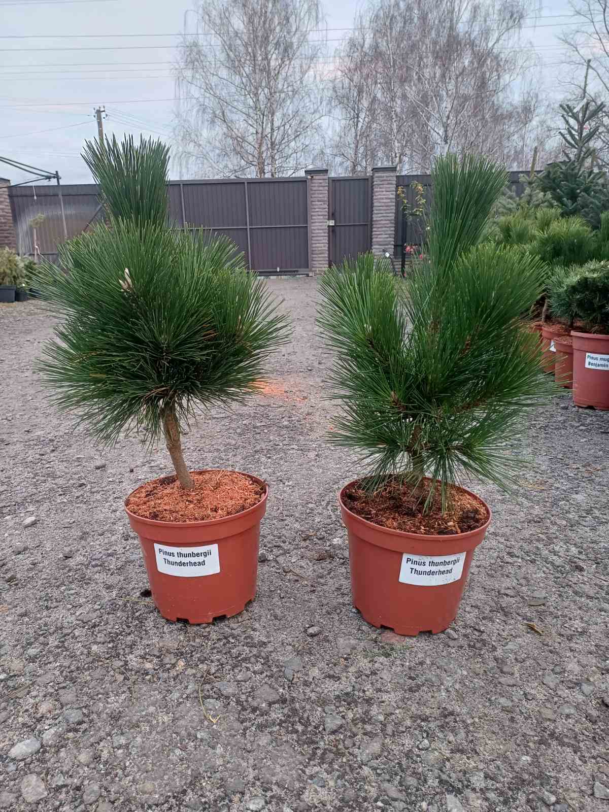 Купити саджанець сосни тунберга Тандерхед