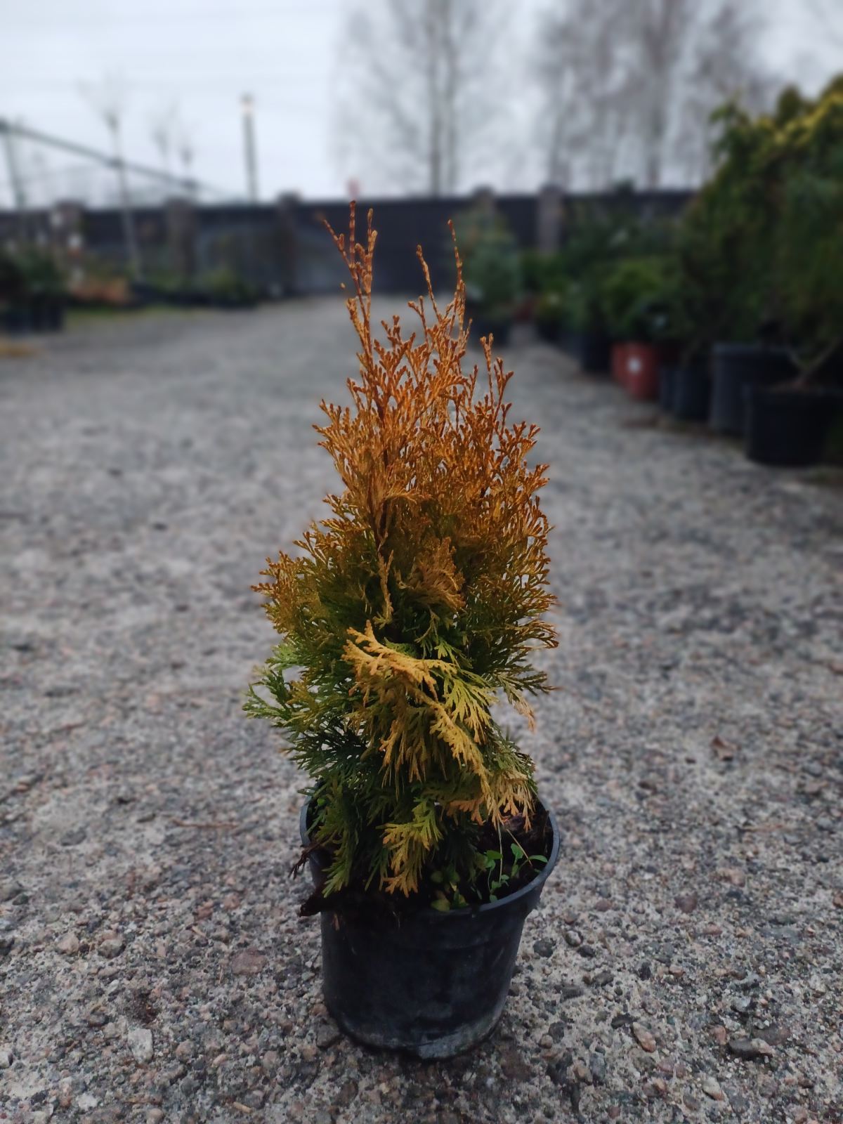 Купити саджанці туї західної Санні Смарагд самовивозом