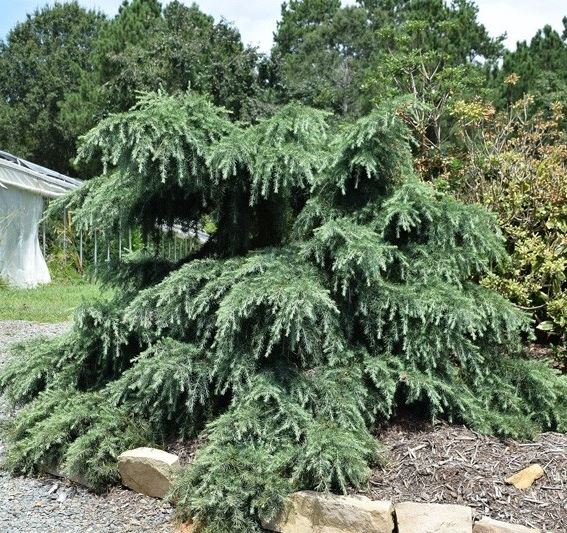 Купити саджанці кедра гімалайського Філін Блю 