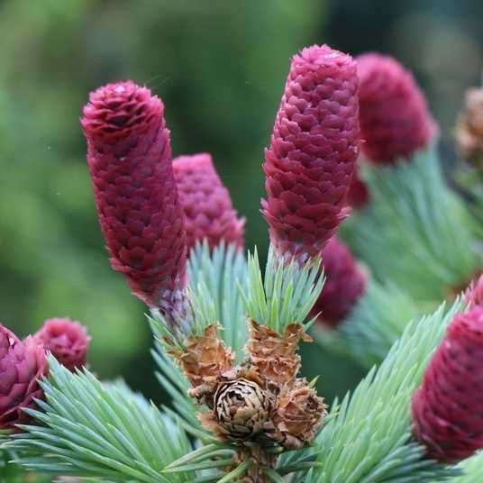 Купити саджанці ялини колючої Герман Нау на штамбі 