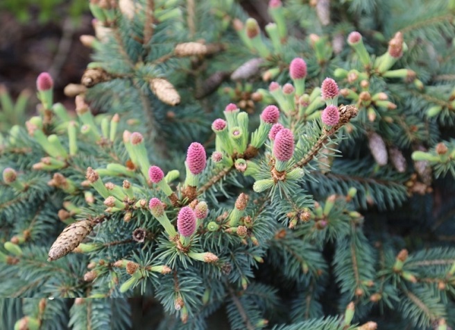 Купити саджанці ялини колючої Герман Нау на штамбі 