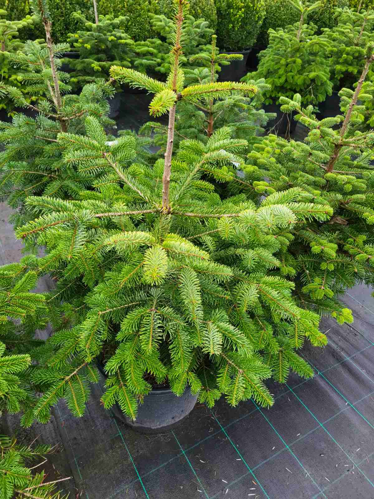 Купить саженцы пихты нордмана самовывозом