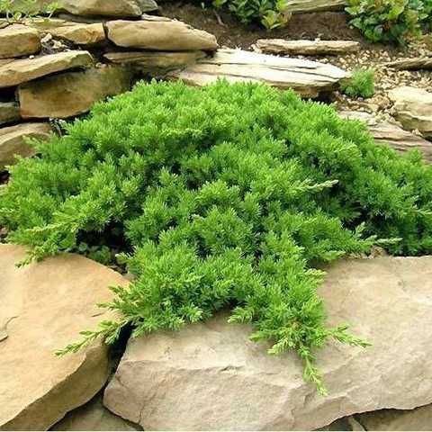 Купити саджанці ялівцю лежачого