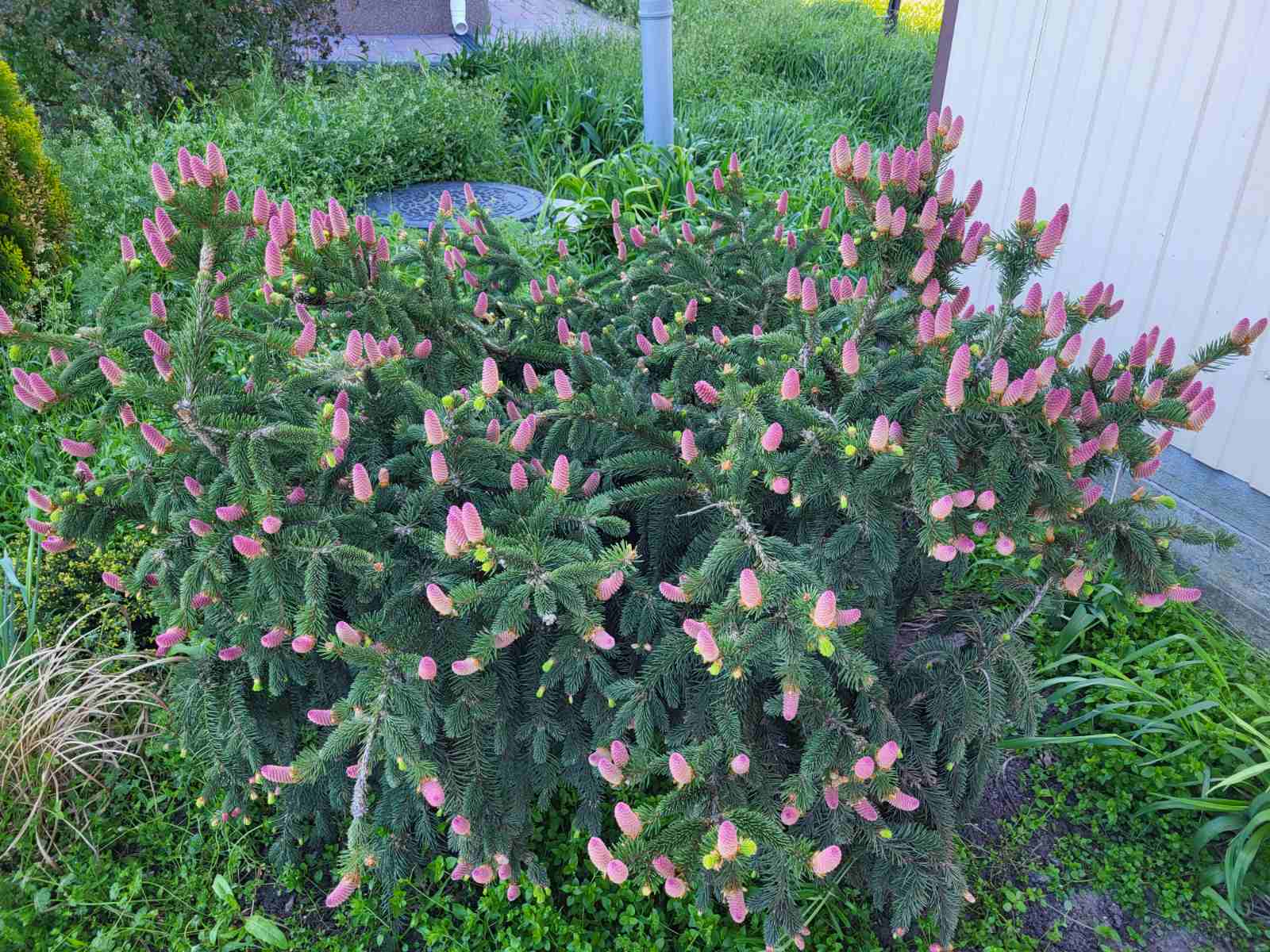 Купити саджанці ялини звичайної Акрокона