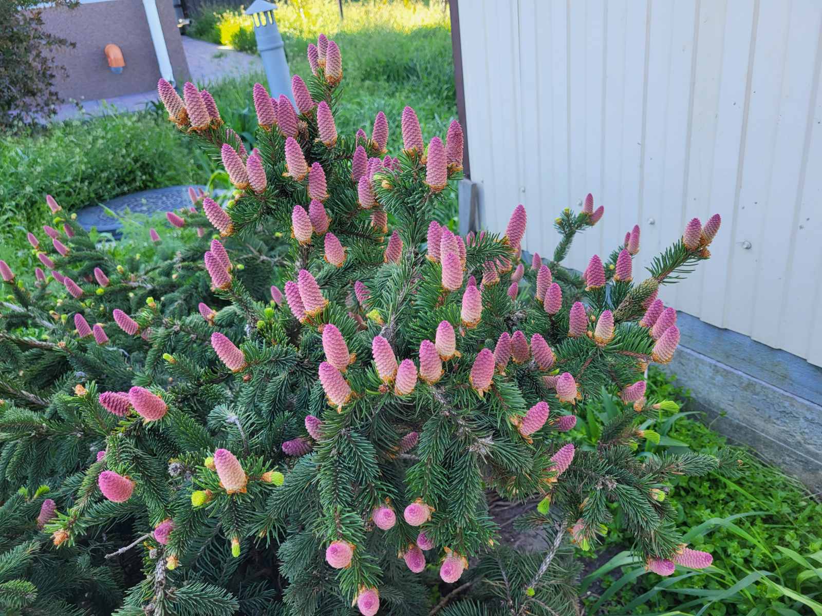 Купити саджанці ялини звичайної Акрокона