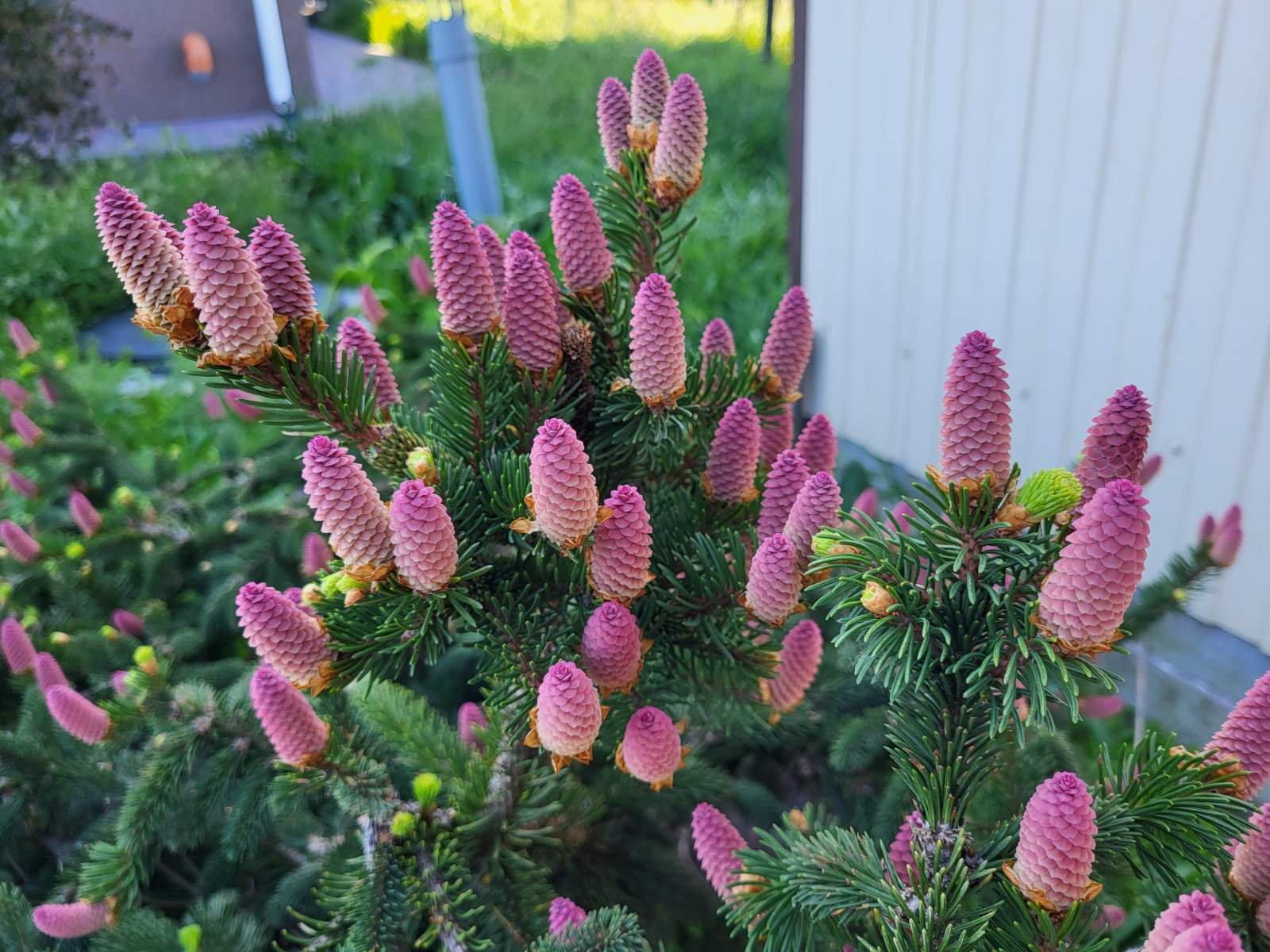 Купить саженцы ели обыкновенной Акрокона