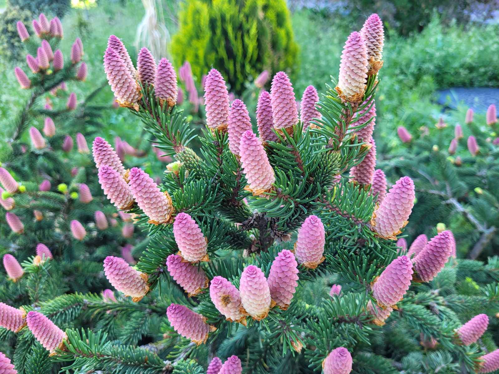 Купити саджанці ялини звичайної Акрокона