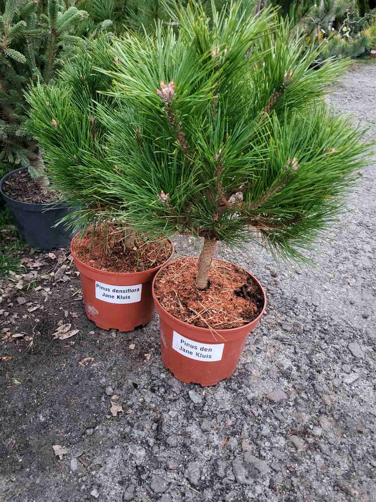 Купити саджанці сосни густоквіткової Джейн Клуїс самовивозом