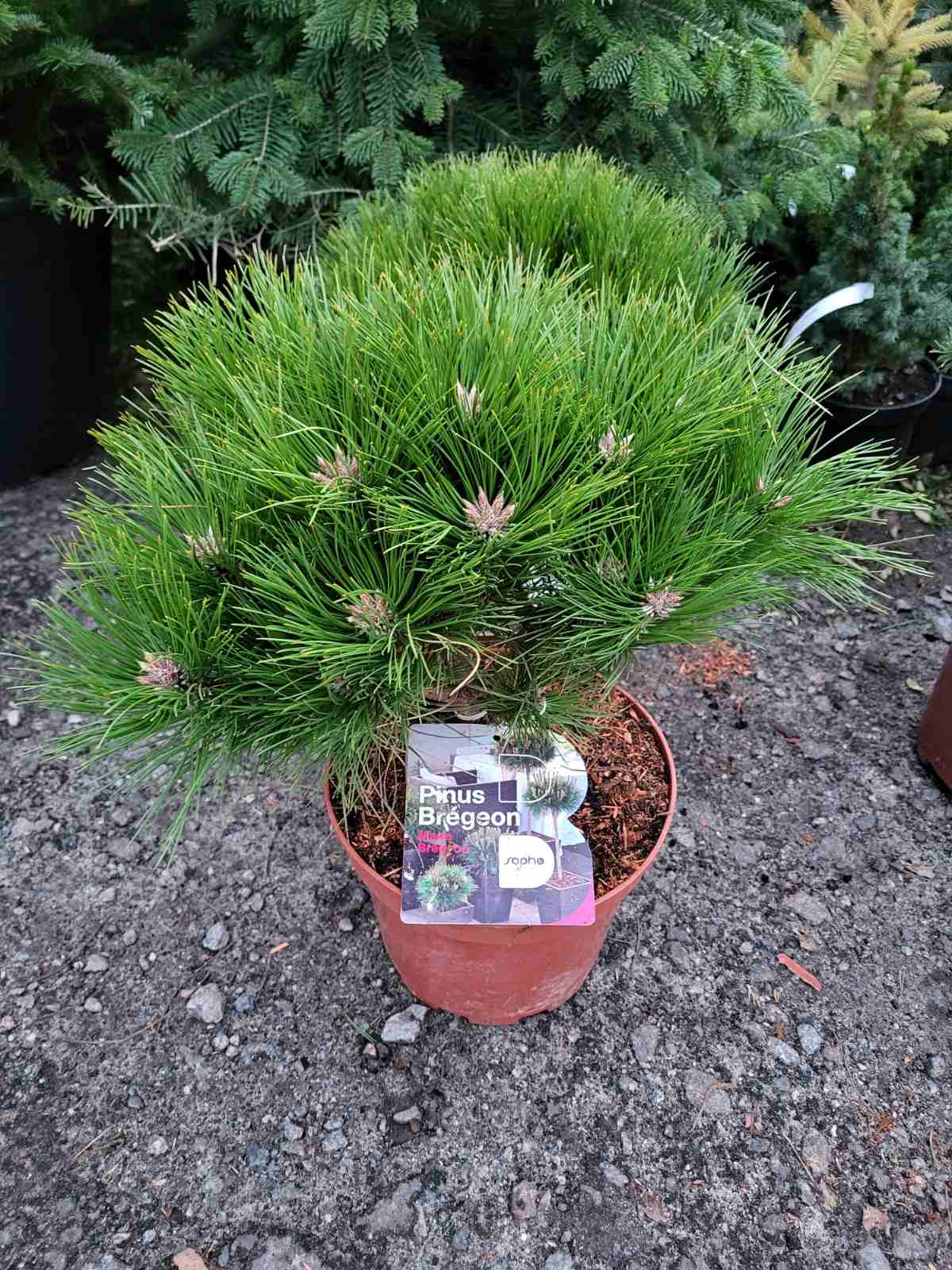 Купити саджанці сосни чорної Марія Брегон самовивозом