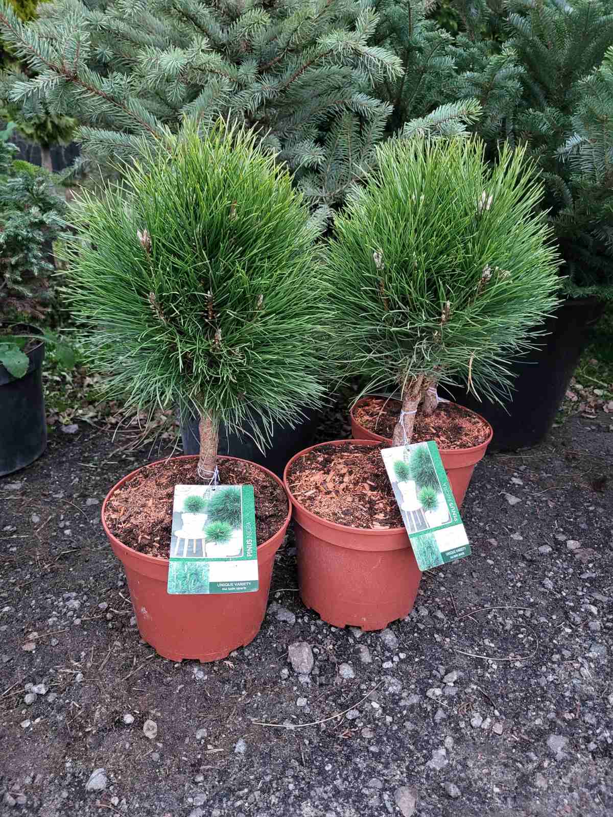 Купити саджанці сосни чорної Саммер Бріз