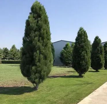 Купити саджанці сосни чорної Саммер Бріз