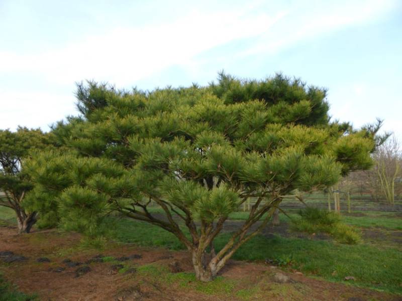 Купити саджанці сосни чорної Умбракуліфера