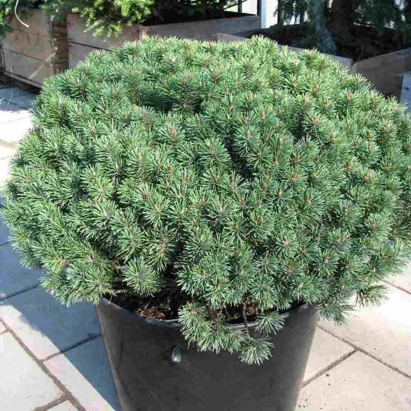 Купить саженцы сосны крючковатой Нана