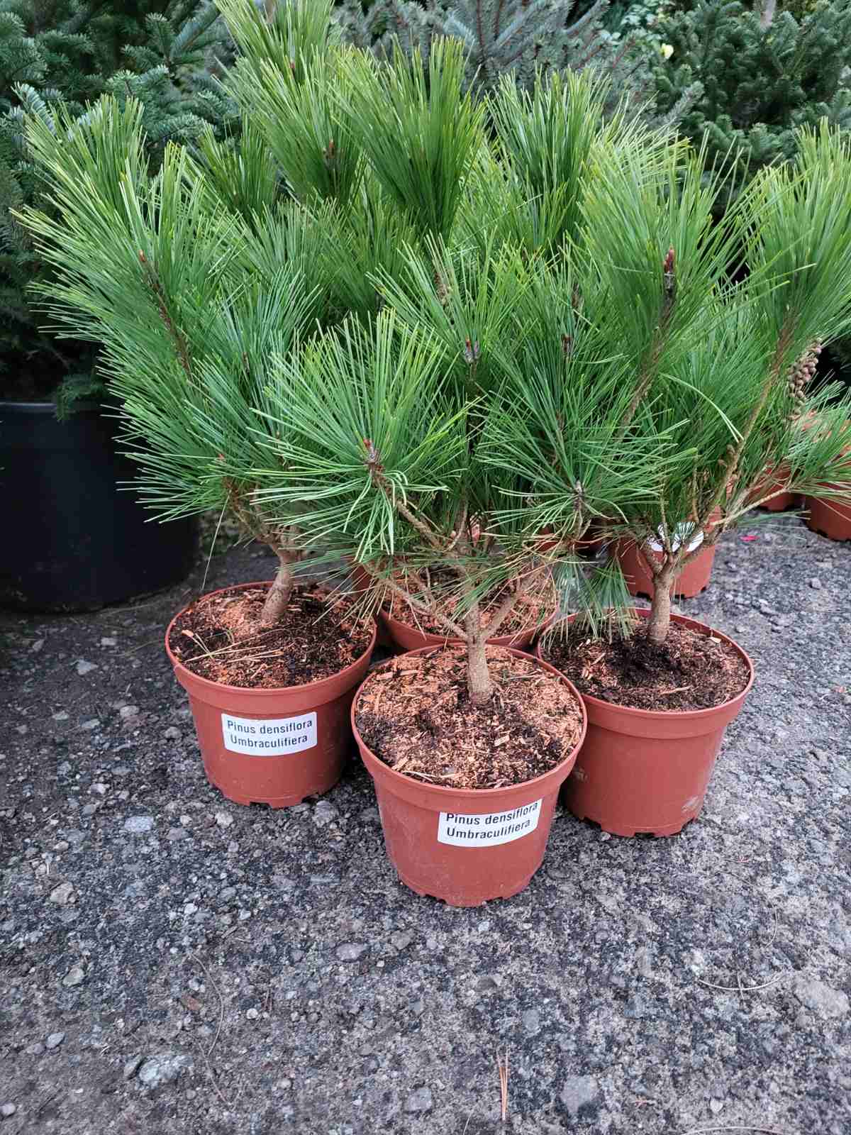 Купити саджанці сосни чорної Умбракуліфера