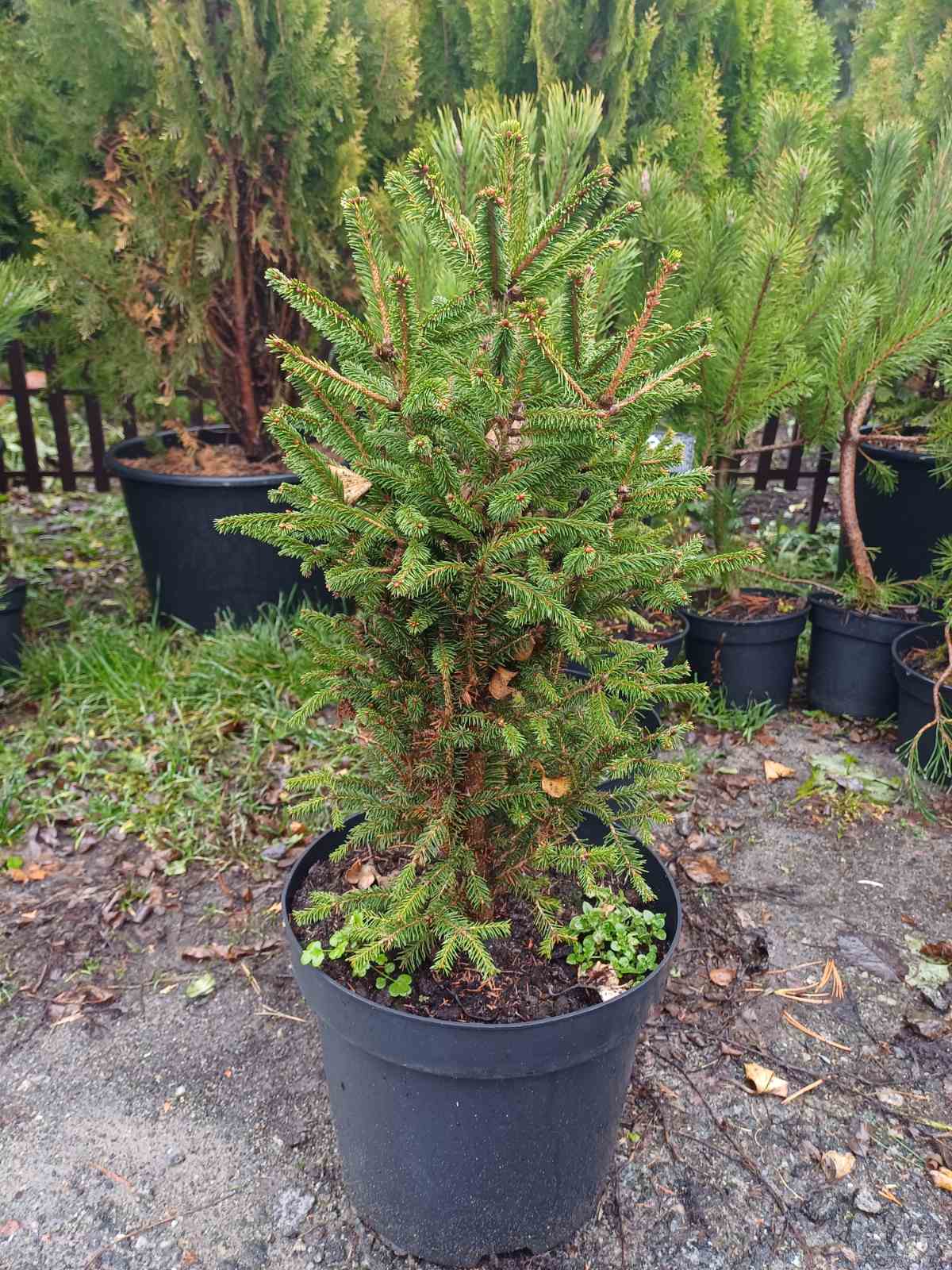 Купить саженцы ели колючей Пирамидалис Компакта 