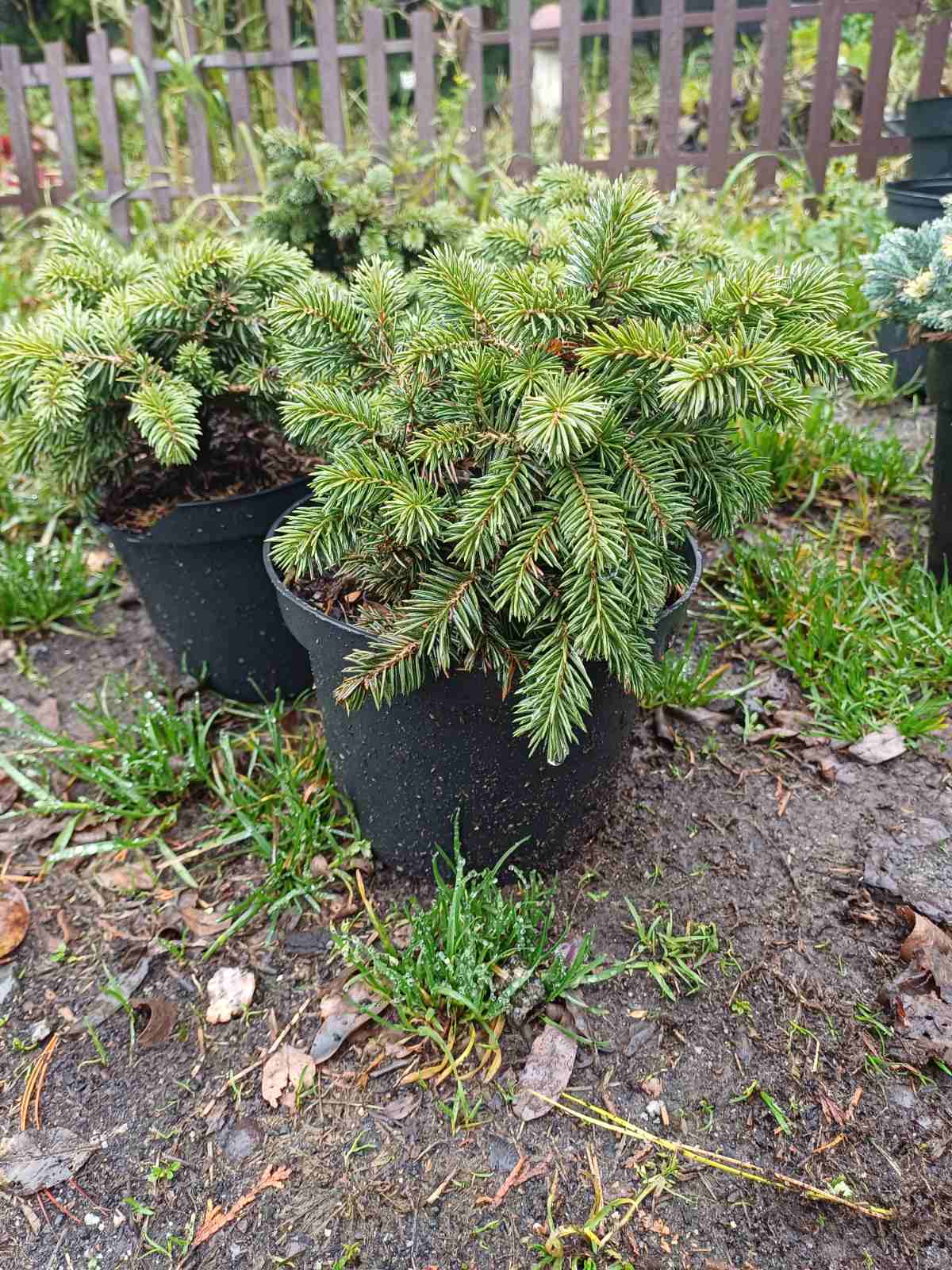 Купить саженцы ели колючей Вальдбрун 