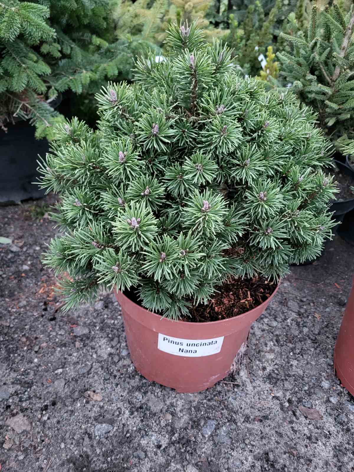 Купить саженцы сосны крючковатой Нана