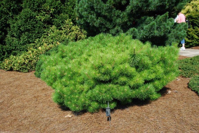 Купити саджанці сосни густоквіткової Джейн Клуїс