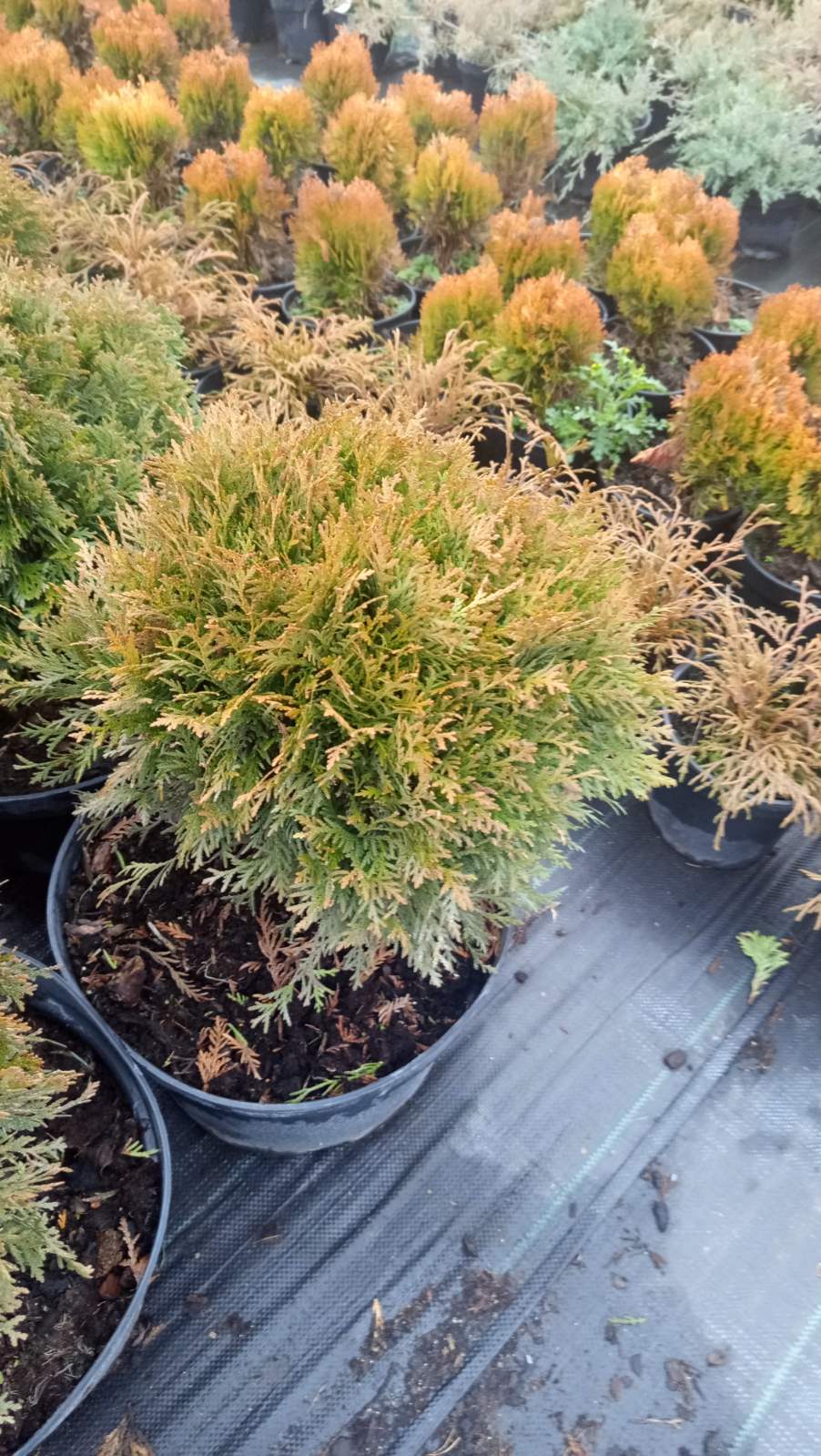 Купити саджанці туї західної Даніка