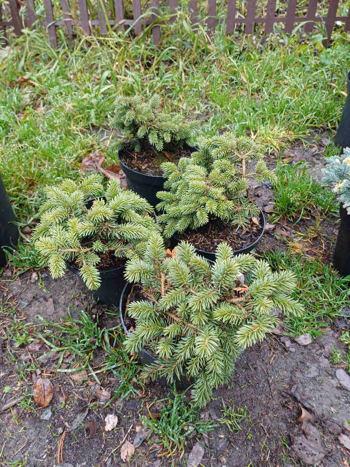 Купить саженцы ели колючей Вальдбрун 