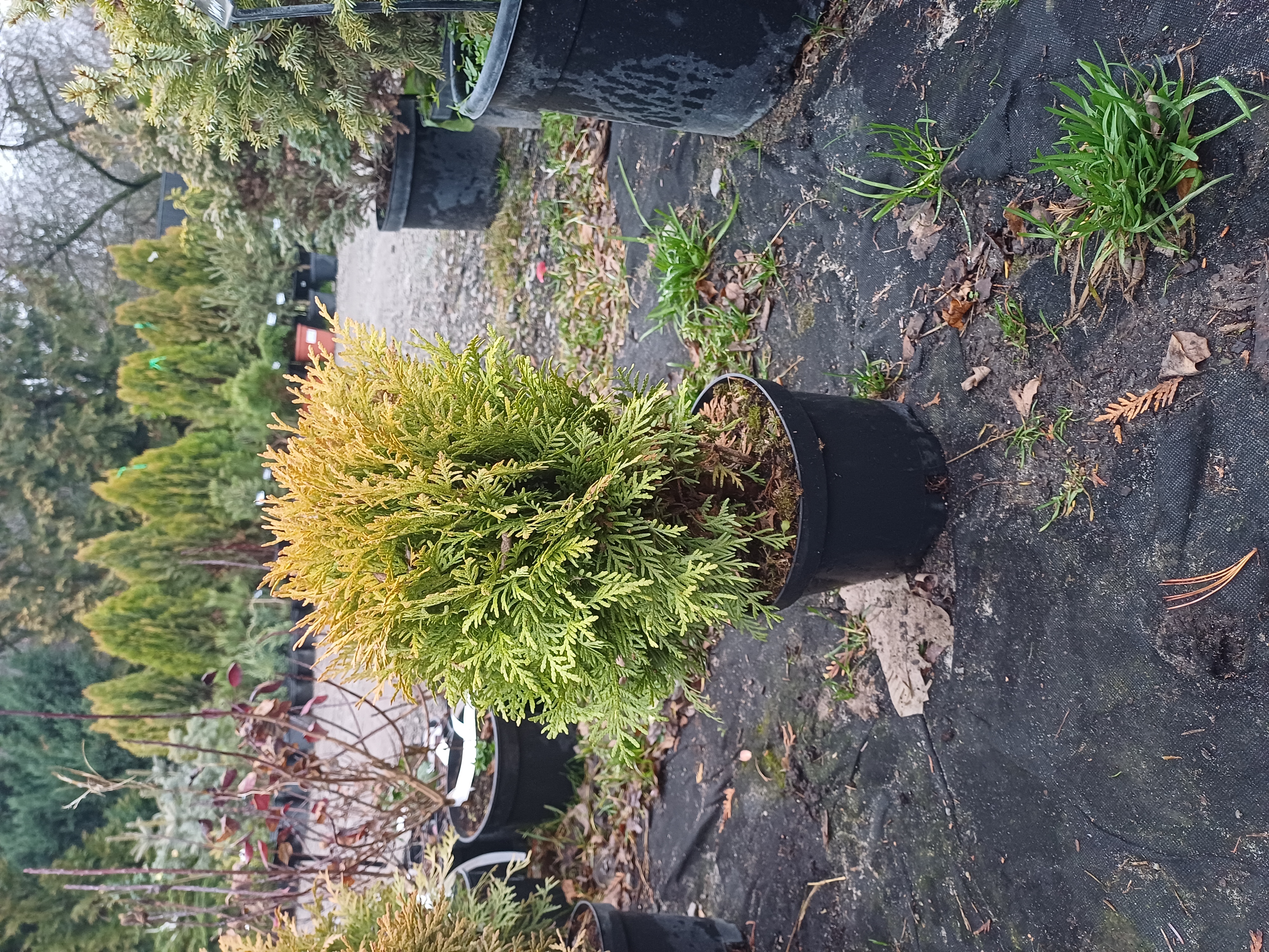 Купити тую західну Міріам