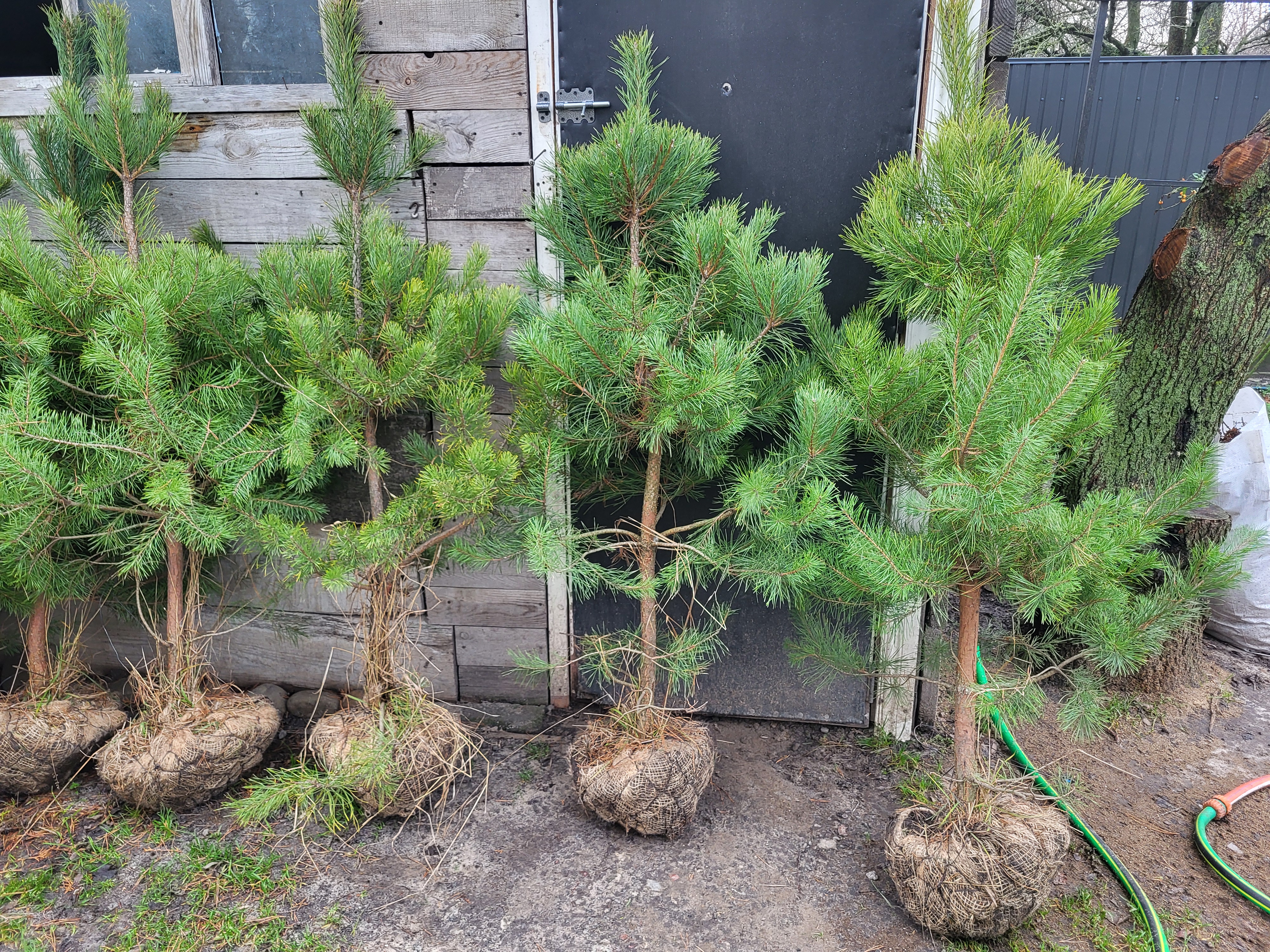 Купити саджанці сосни