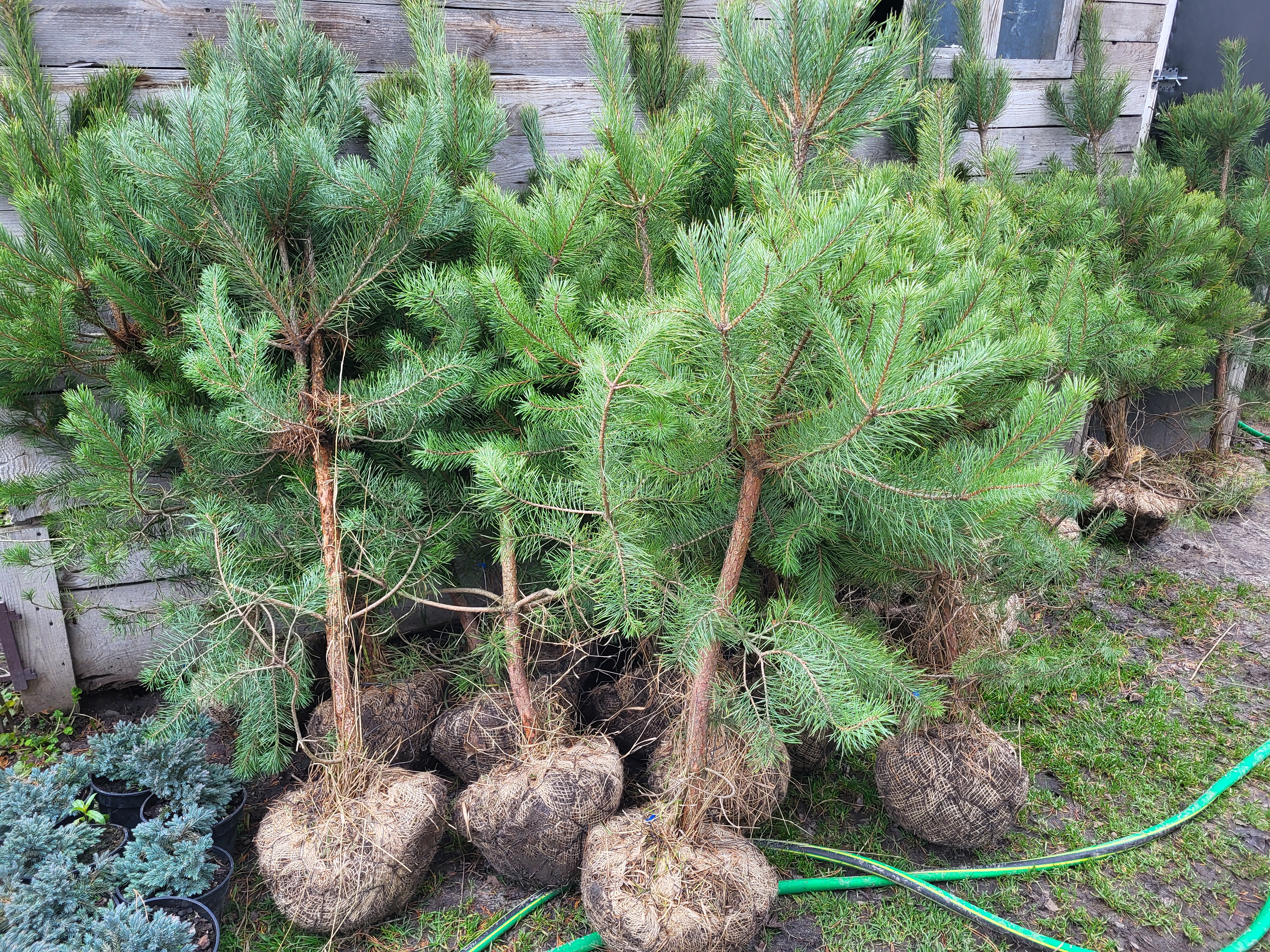 Купити сосну кримську