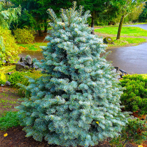 Купить Пихту одноцветную "Concolor" (Конколор)