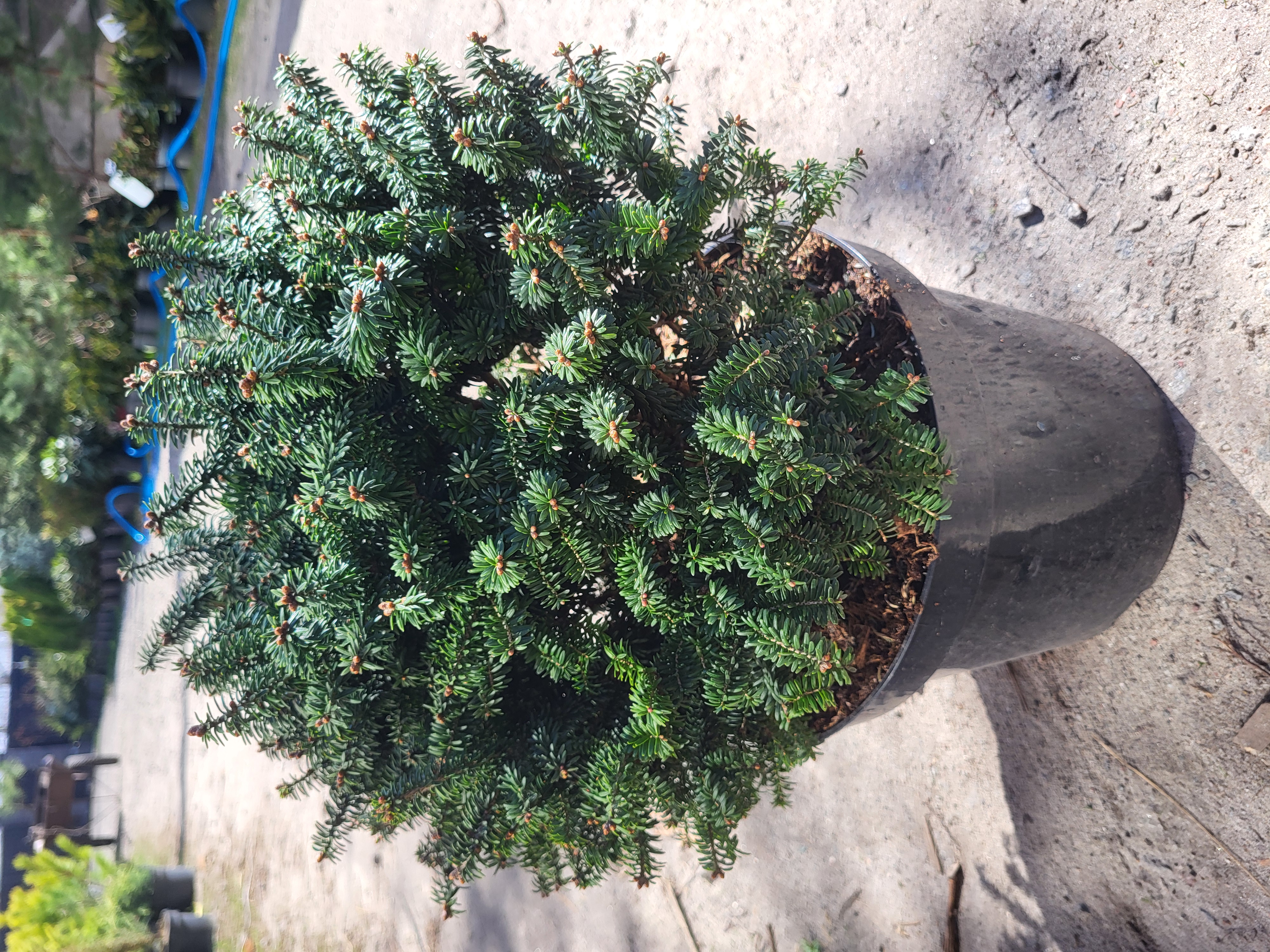 Бальзамічна ялина