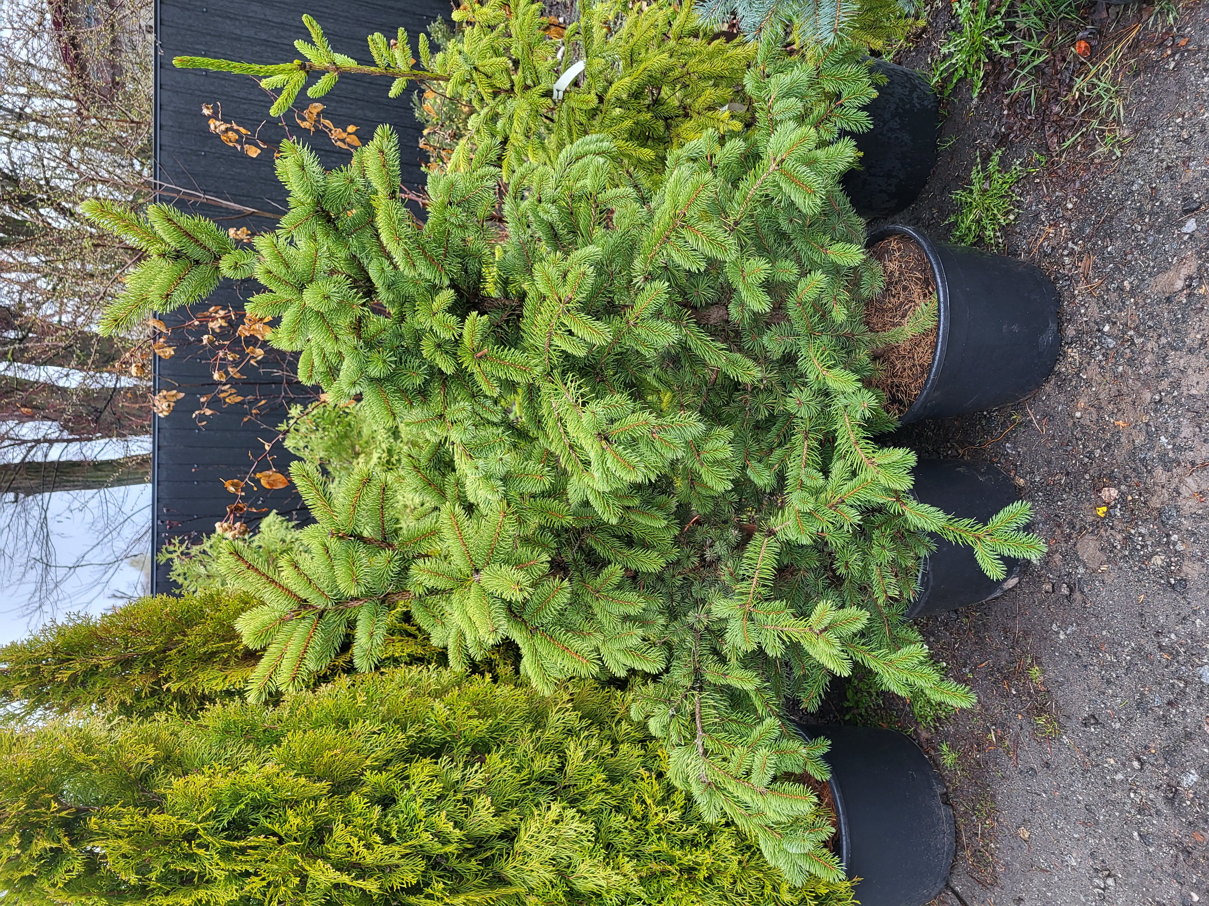 Купити ялинку майголд