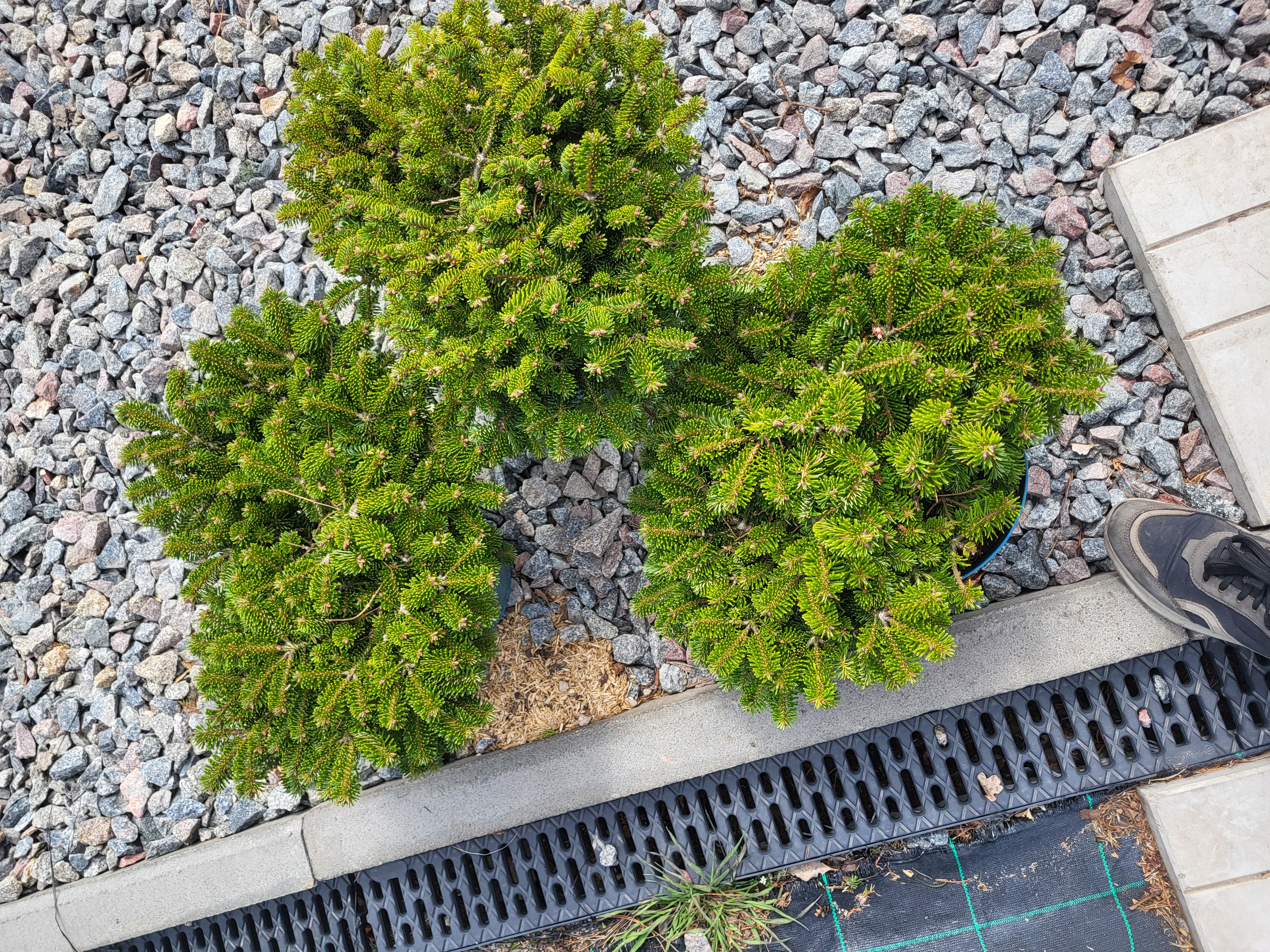 Еупити ялицю нордмана